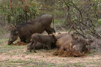 Famille de sangliers s.. Tourisme - 